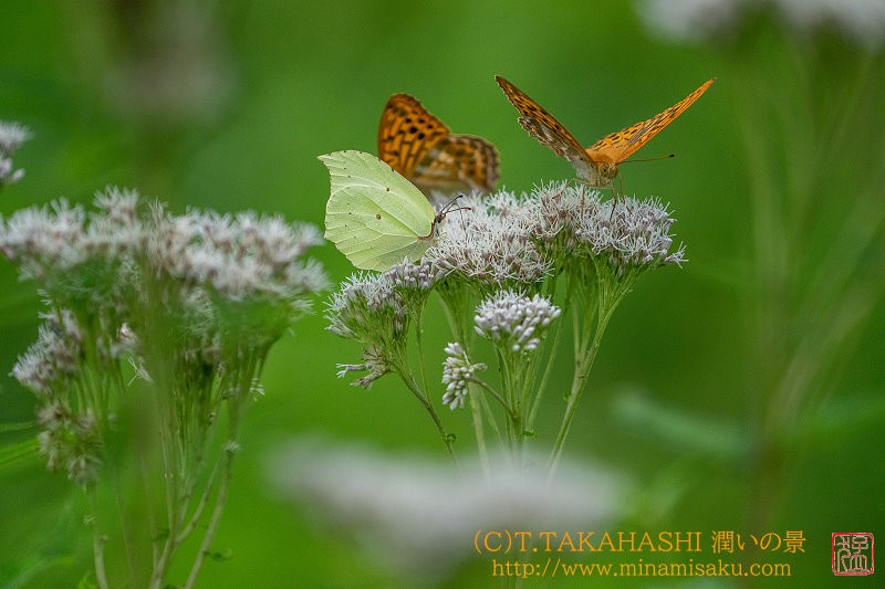 ../Images/7R240720 (316).jpg